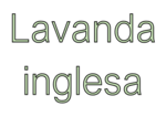 Lavanda inglesa